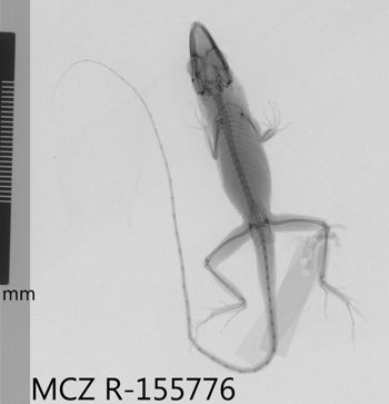 Media type: image;   Herpetology R-155776 Aspect: dorsoventral x-ray